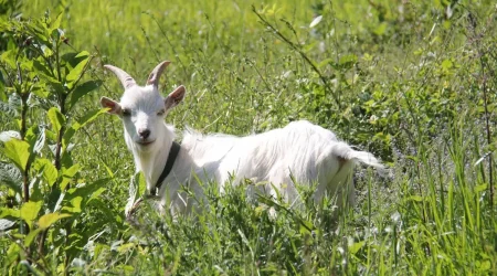 Mascotte-gite-labellevue-Nathan-Bouc